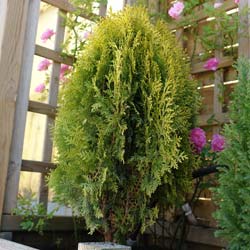 Arborvitae, Oriental  Aurea Nana